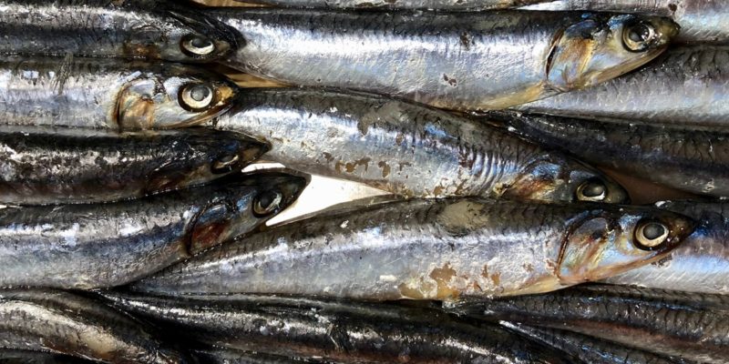 Fish Oil